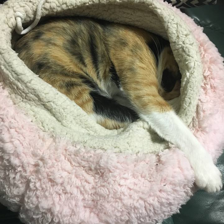 86961b8f 8c3a 4835 847f 45a9cab76dab 1509536735699