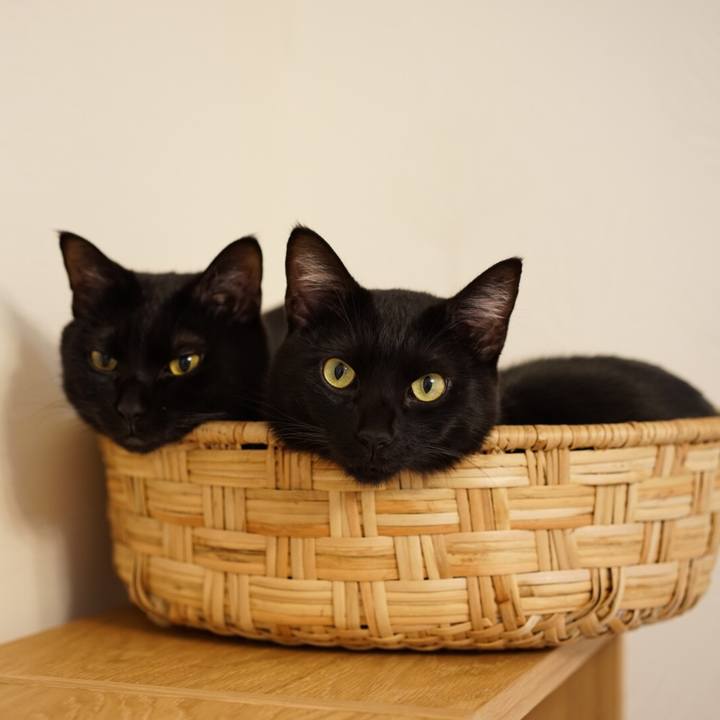 86980580 4f6c 47b0 8bfa ee0d9bfab02c 1548772194415