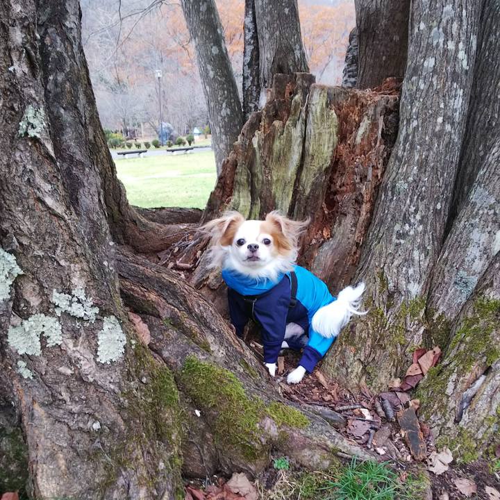 869ba526 2384 4b9a 837d 047f27037262 1509256796123