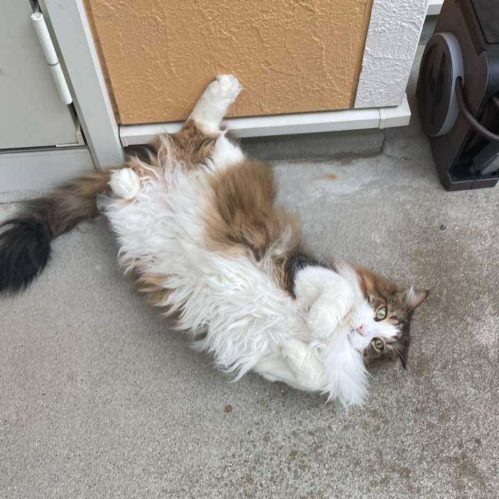 869bc2d4 ecbd 41a8 bff7 4e74a9ff8e68 1749937586132