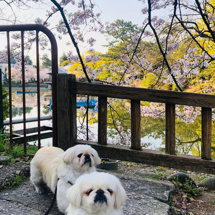 869c05c6 fea1 4319 9279 83b6142d3ae6 1586320496241