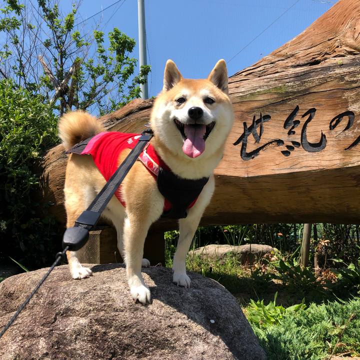 869c8acf b2e4 4cf5 9f77 ecd6e995587d 1557545546081