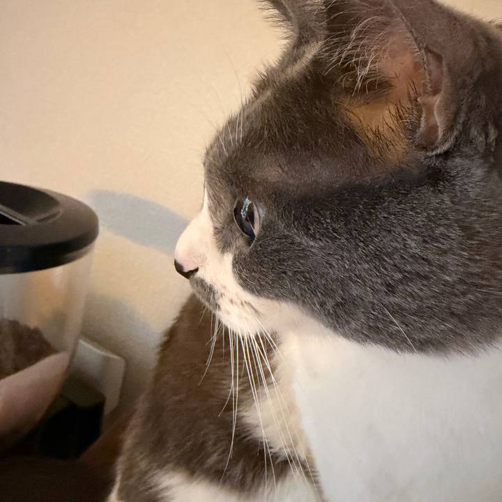 86a1677e 1dec 46e7 a8cb df9ce46a8b00 1761696466616