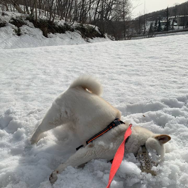 86a32aea 4a1f 4c0a b5fc 0b356b09637f 1616566282442