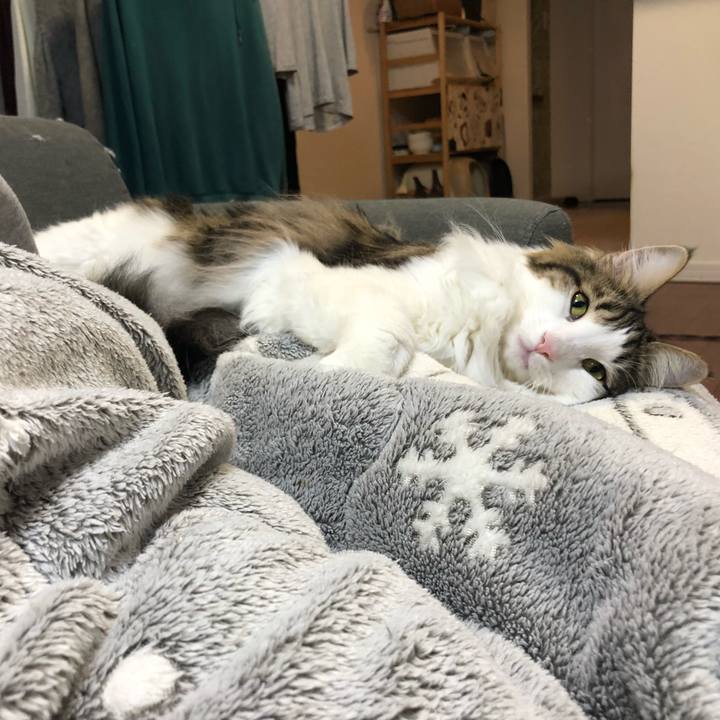 86a358aa a11d 4609 9768 97a7b4b45ddb 1550460808309