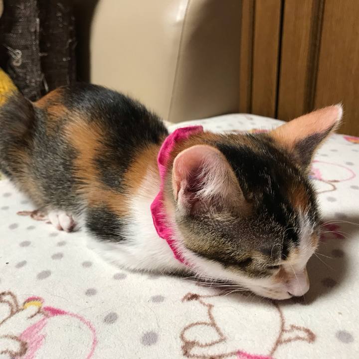 86a4447d 3f37 47fc 838d ca5312d0efd2 1599915560115