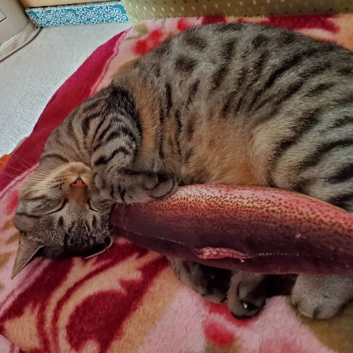 86a539fc ebb7 4de7 9be5 a09cd1834b3c 1716952285182