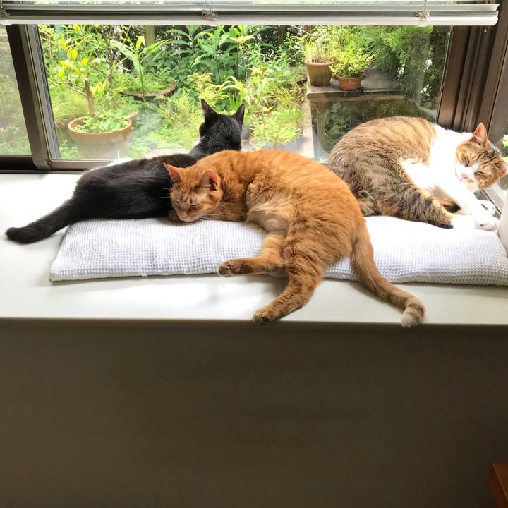 86a5bf72 777a 4ef0 a6d9 c6825b751042 1531556737957