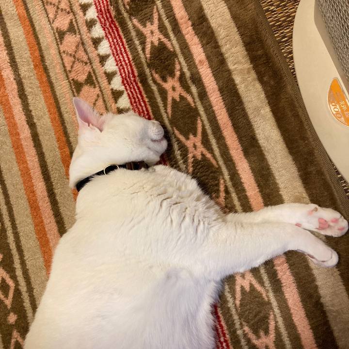 86a6866f 420a 45c3 aed8 4369687fd23a 1644326820412