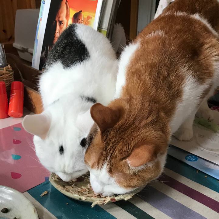 86a7eaec 8a2f 44cf b4b8 cc04214e7d89 1549969329893