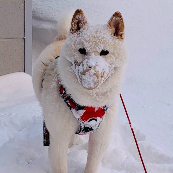 86a81ad6 b88b 4f7e 888c adddd9fdb0d9 1612787026904