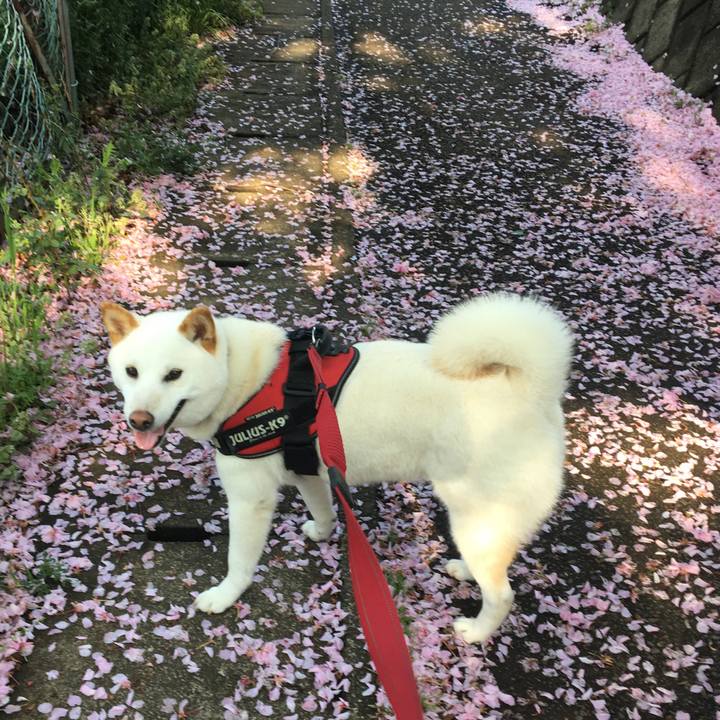 86aa7cc3 0a6f 497e b9e2 be09b8e02c33 1556183797640