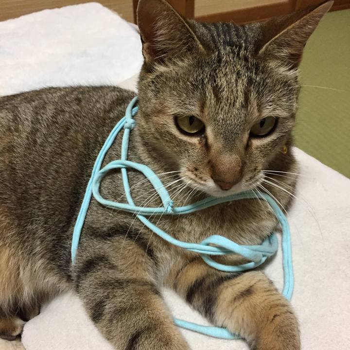 86aacc1e 85fe 4c95 8864 4d647adefe6e 1552783248932