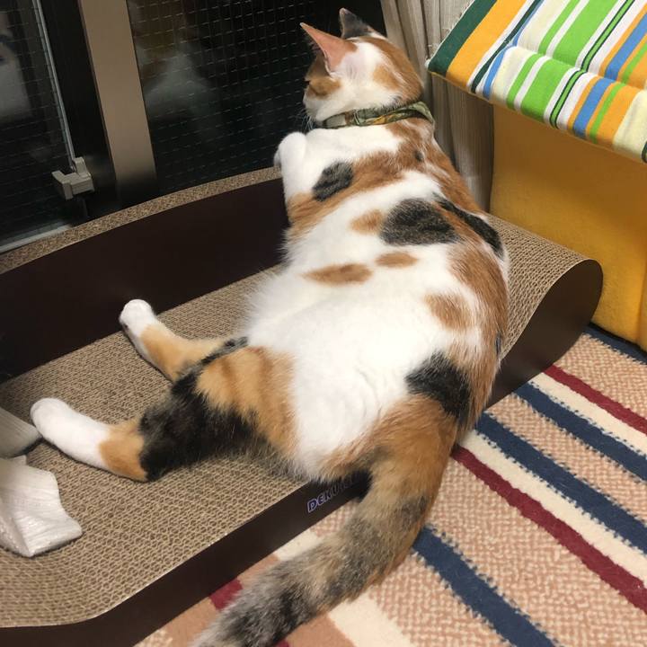 86ad6f92 f790 4ffd a9be 0a0d9a232c64 1597676066772