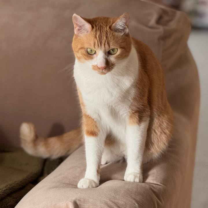 86ae1bcd a4fd 46e4 a719 5676da5ed043 1761613122765