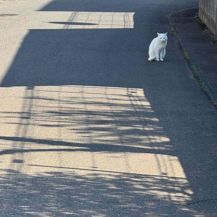 86ae40ea 1822 4b5a 9212 2a61a673f4da 1773281923601