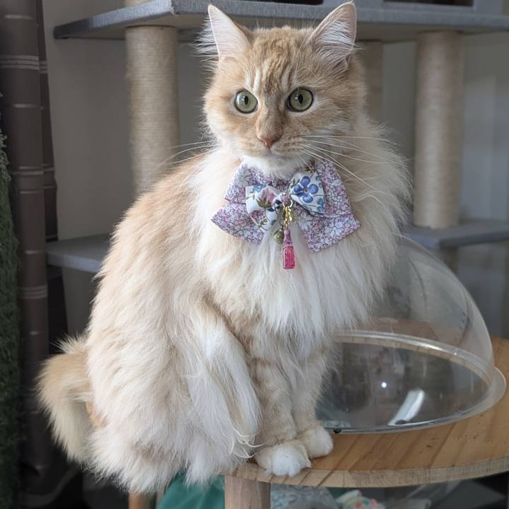 86aea922 67ac 4b7b b5f6 e17da754b876 1748409314075