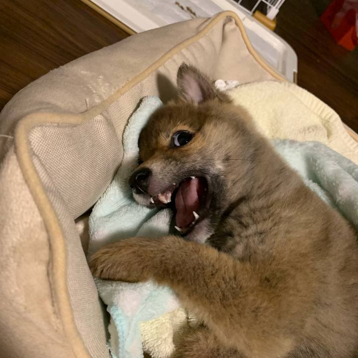 86af70b1 35dd 4b6b aea4 4017897dacdc 1616593133723