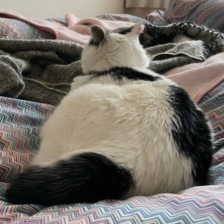 86b09006 7ba5 4b26 af7f d9fa2ba2bf8a 1648164995943