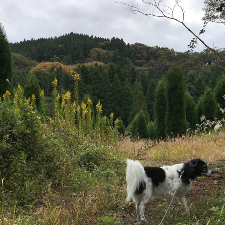 86b234aa fb57 4a7f 81ca 11a54fca86ec 1540304528733