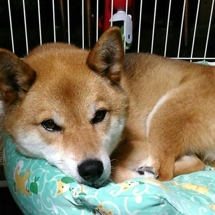 86b4402f c644 495d b841 7bf3ccc8e6bd 1529459159674