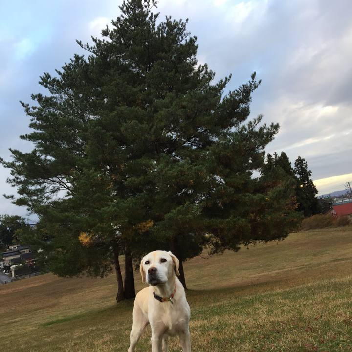 86b496cc d8a5 465b 8207 460cd9b47972 1511052851372