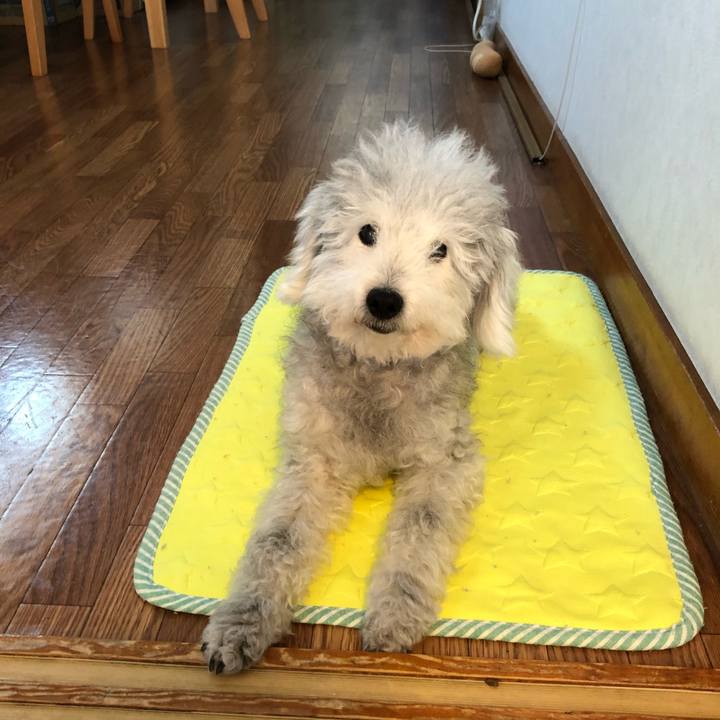 86b60064 7b30 43c7 9e6a 5b164304da6e 1597275082455