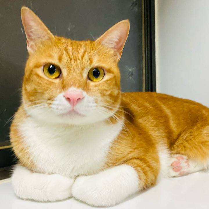 86ba8ad2 8e6d 4653 84c1 b821da15a53a 1693780146235