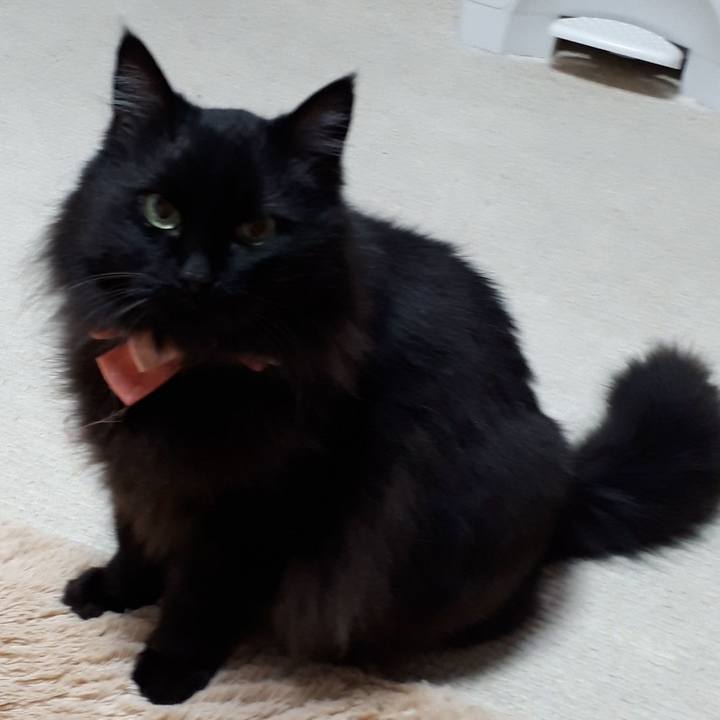 86bb64da c2b3 44b7 ba58 534e4ffdae0a 1521142121777