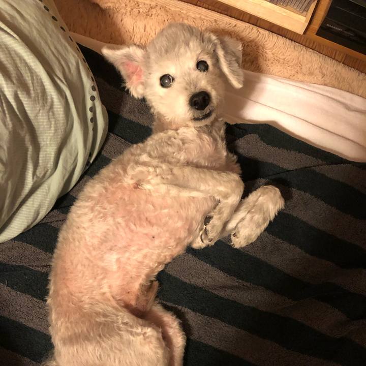 86bb7d62 d321 4242 8421 69c977fa1b58 1589091496830