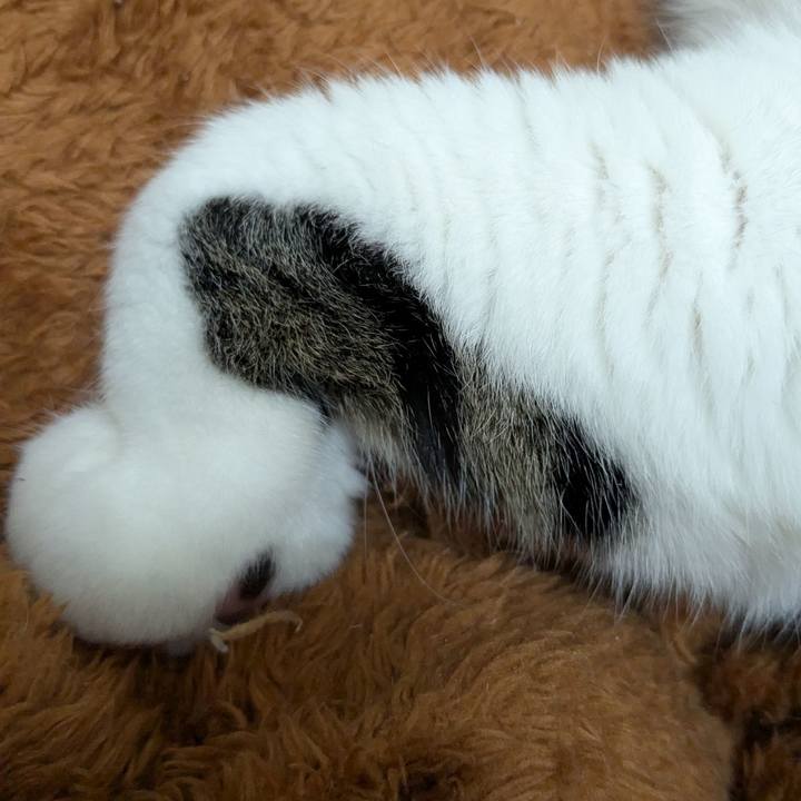 86bc9a3a 7e53 4267 a48a 8c7a497737cd 1738308930320