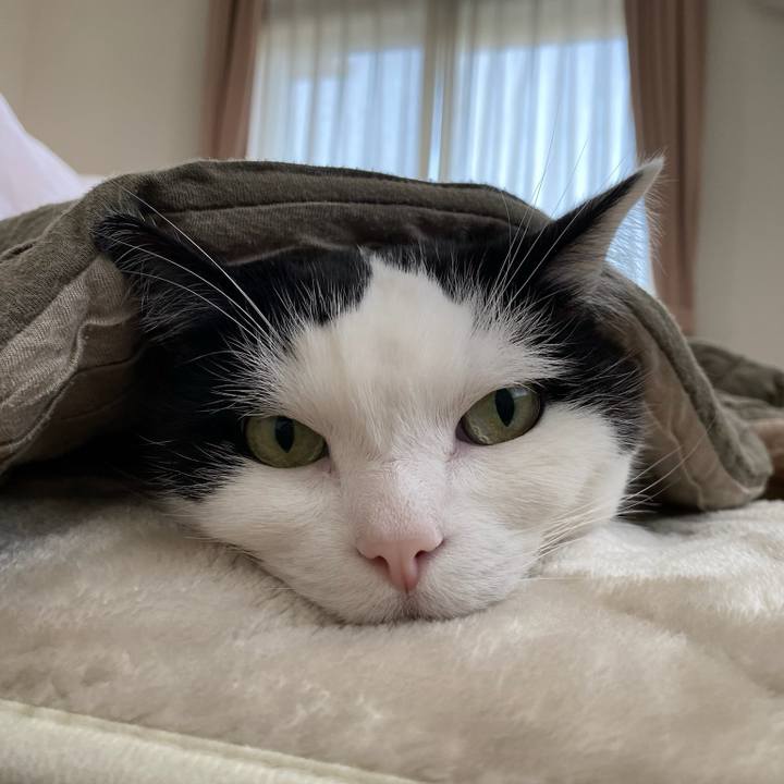 86bd00cc c29f 4b9e 95c8 1ba443d4cf27 1775865140405