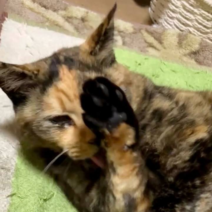 86bdcbc7 379e 4db5 9045 524f47e4bbf8 1732217625306