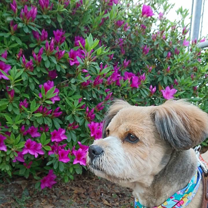 86beab4e 4725 492d b46b 22b1f6a50e1f 1523525390124