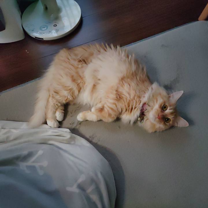 86beec74 69af 4d70 be29 8e42160674fe 1670656631358