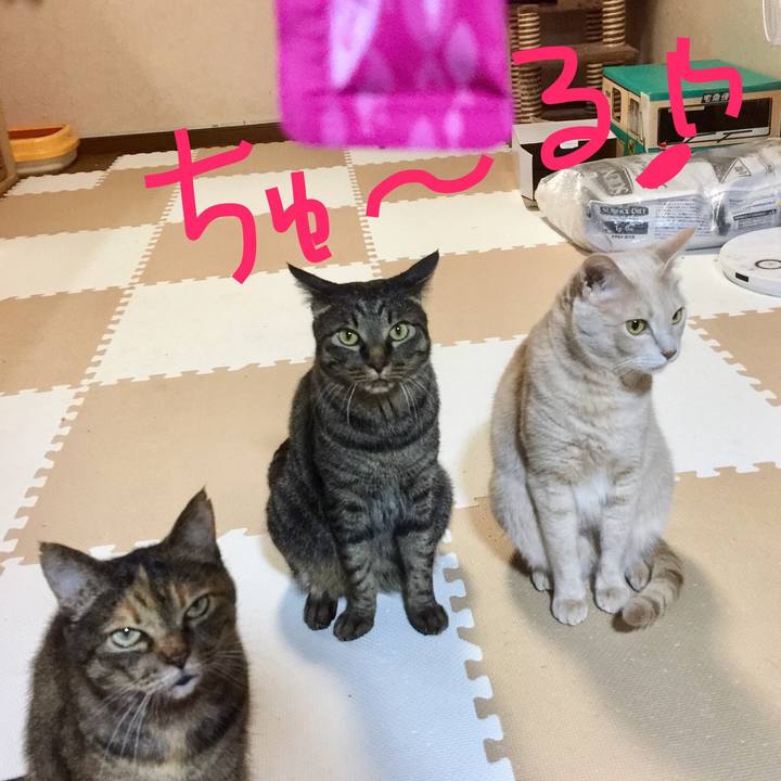 86bf4702 5372 4f18 ae70 be97bd34446f 1549366115436