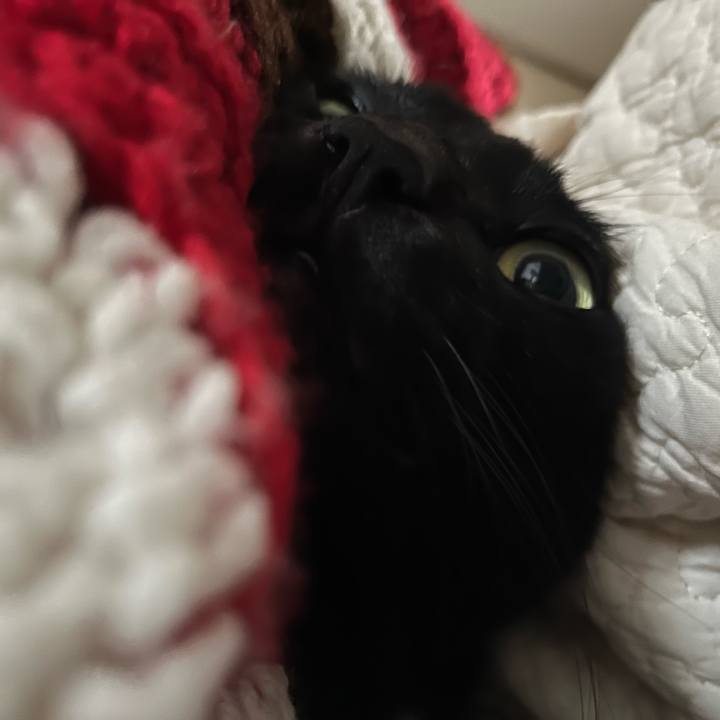 86c00499 cd3b 4938 89c8 6f706d89d022 1744074815341