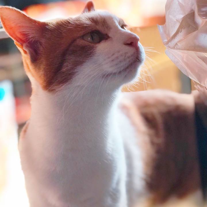 86c286bd 3125 445e 80bd 0f95e194eee6 1509689021983