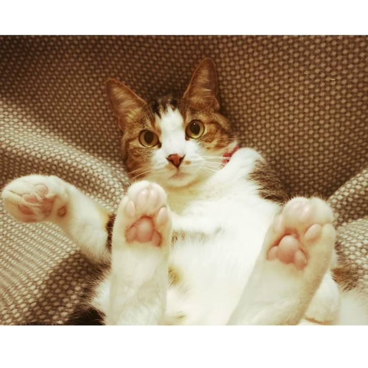 86c28a33 5700 4a45 a92f d33af9f0c0cb 1517664989232