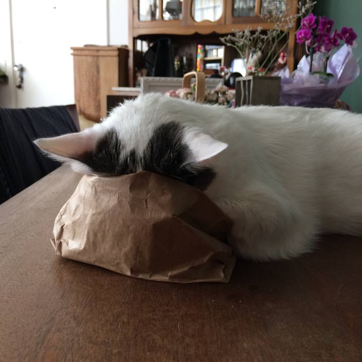 86c2937a ef3c 47fc b10a f169433ff486 1552416108716