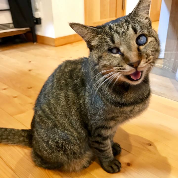 86c51721 8259 48f1 8788 982bdbb0a798 1545087670603