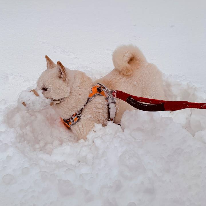 86c558a0 c3a2 42d5 82d5 84bdb2752ecf 1672618115341