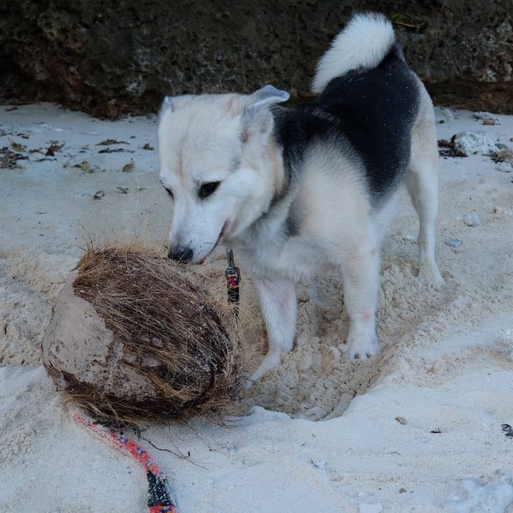 86c79560 90fd 418c af07 53e893cda307 1576409281460