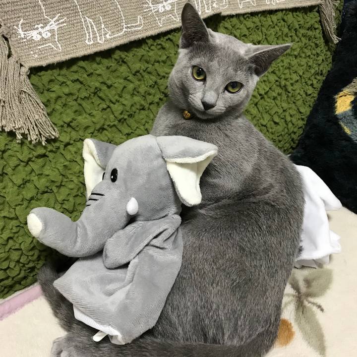 86c8b66d b41b 4534 8354 06a008ba82c8 1509895106817