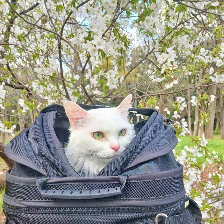 86c94855 6e56 41db ab98 d7bdfc429077 1774599265742