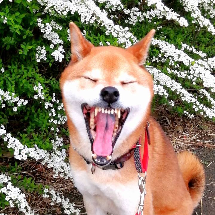 86c96912 81fc 4771 bf73 36dad2413e42 1648689996502