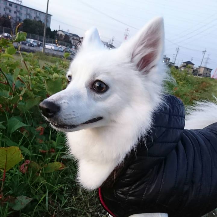 86ca7d9b 3ef1 4772 b909 8d09d2d3b941 1511646434277