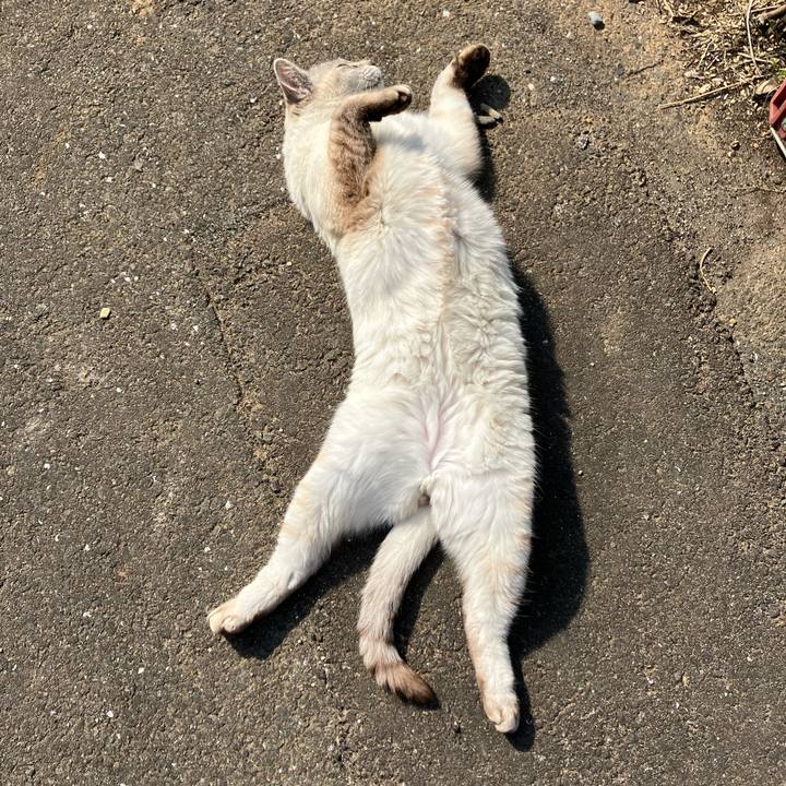 86cb54d6 821f 42d0 88d7 dfc9da1dc12a 1764108255593