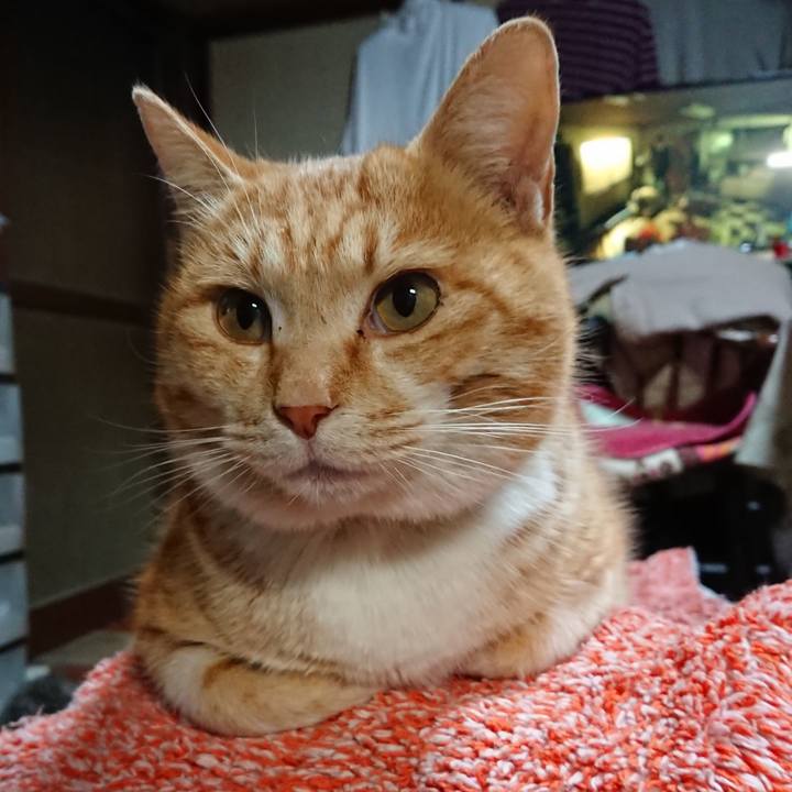 86cb55bf d6f6 4060 a34d 852fe83ac216 1582017323944