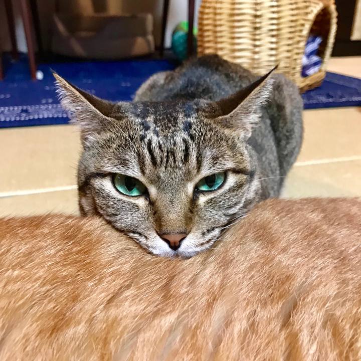 86cb86cb c42a 404e a16f a70c18af1bb3 1534160023383